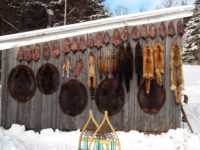 Fur Market Report November 2021: Muskrats, Coyotes and Castor Lead the Market Into November