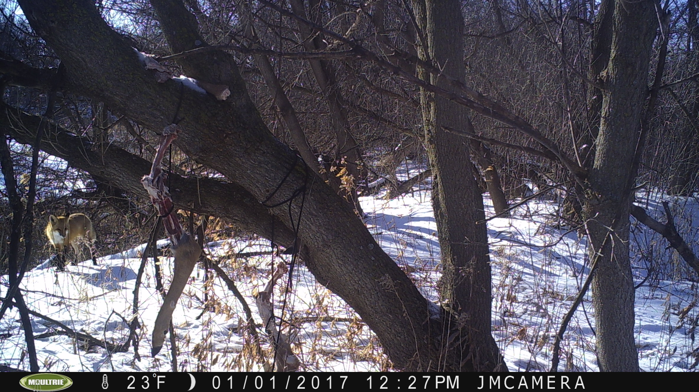 Red fox near a baited tree in snowy timber on a winter trail-camera image.