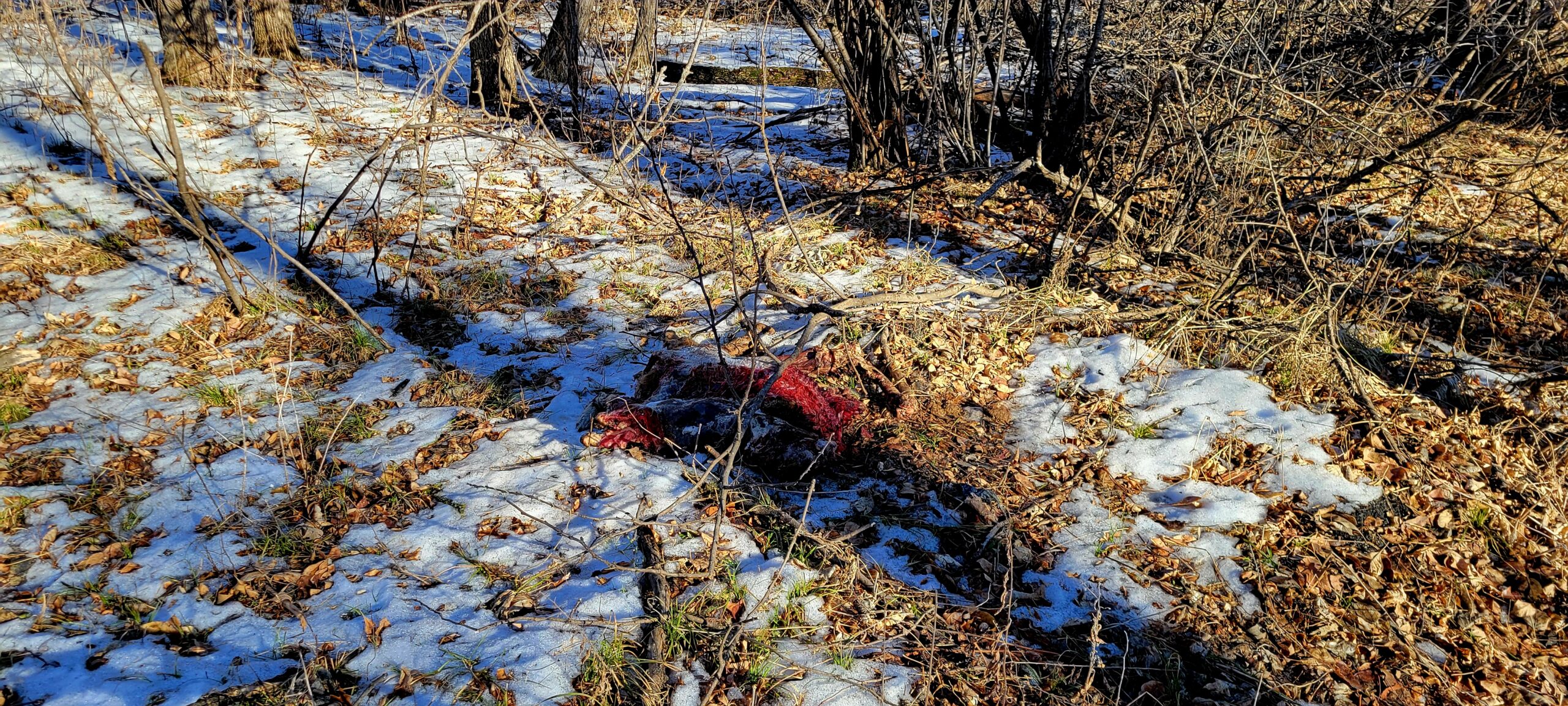 Obvious bait pile in snowy woods used to attract birds and foxes.
