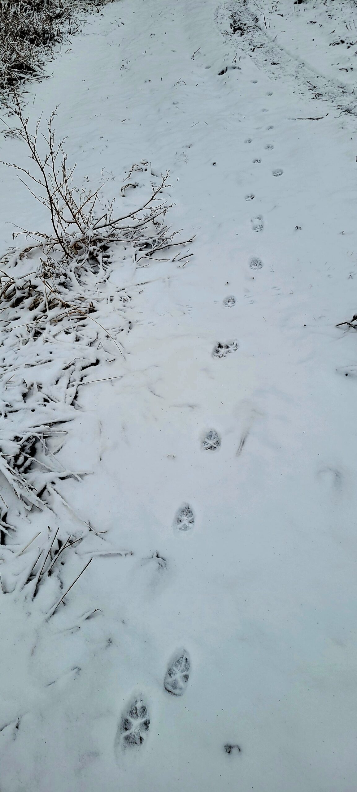 Fresh red fox tracks crossing a snow-covered farm trail.