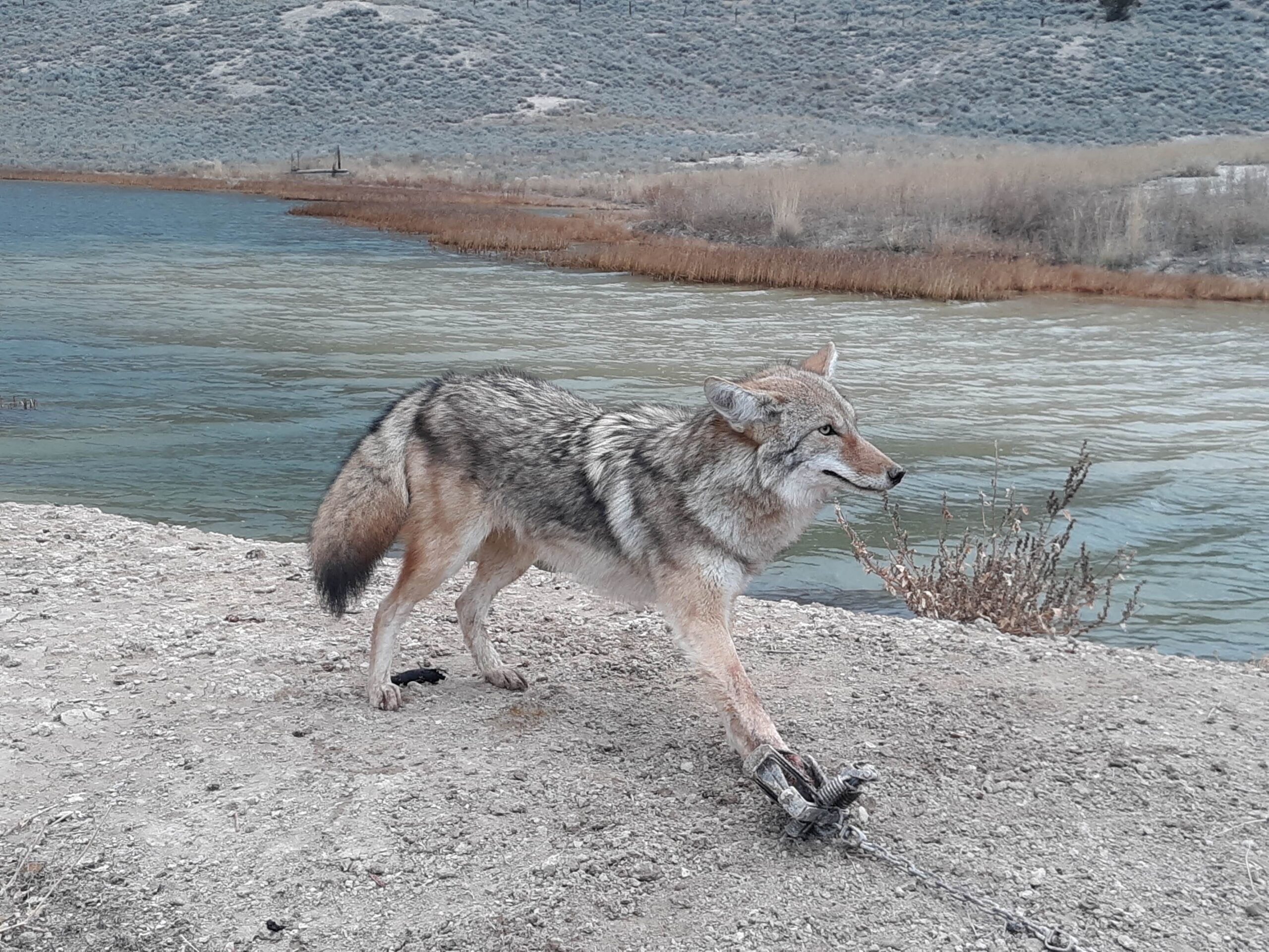 coyote caught in foothold trap along river travel corridor during coyote trapping season