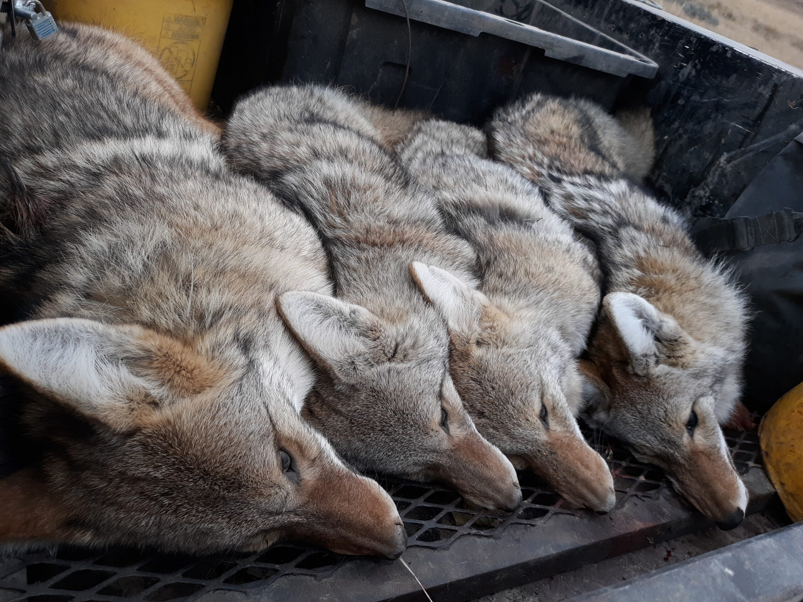 coyote trapping success with multiple coyotes lined up in truck bed after predator control