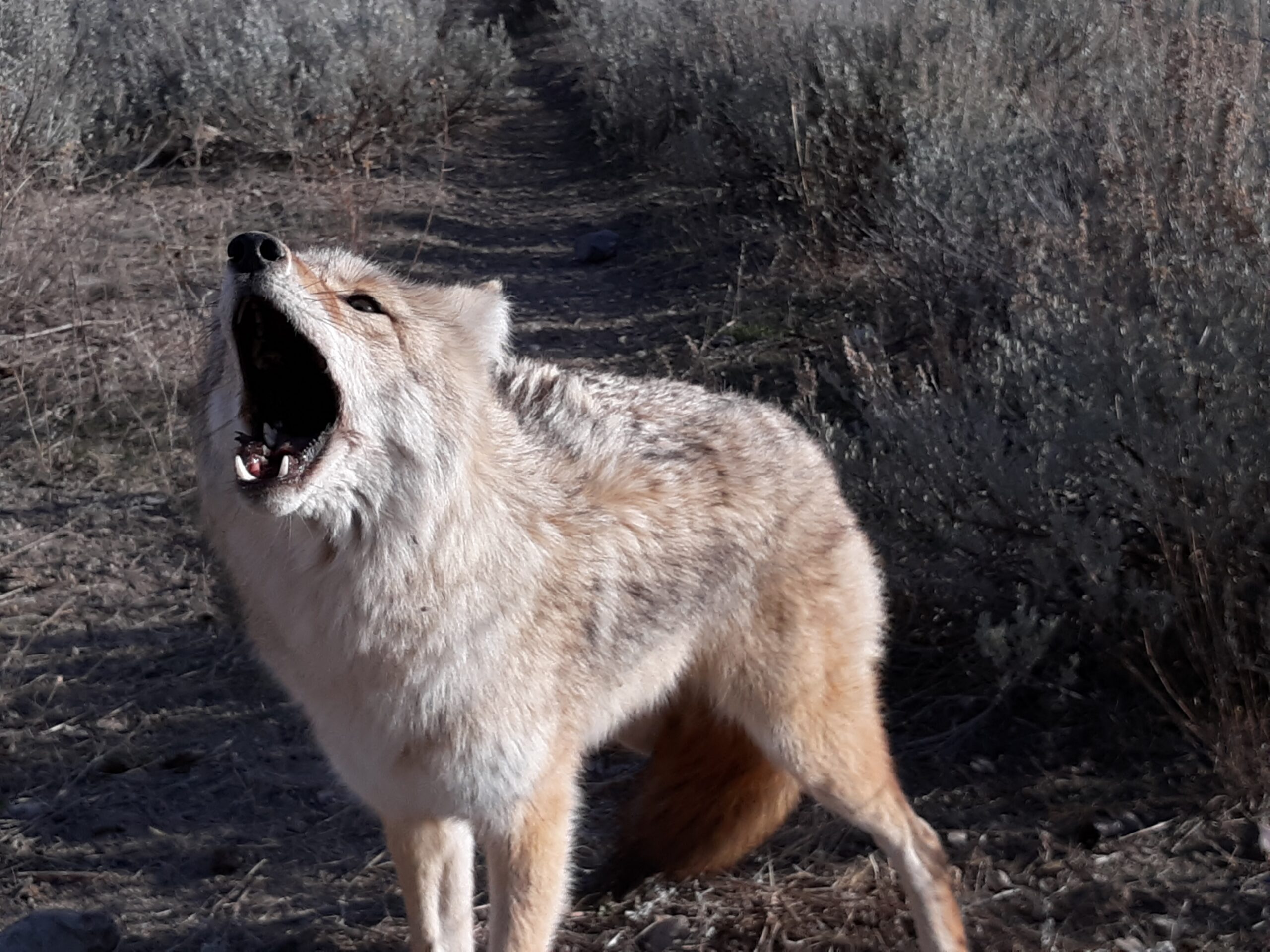 coyote howling on trail in brush country during coyote trapping season