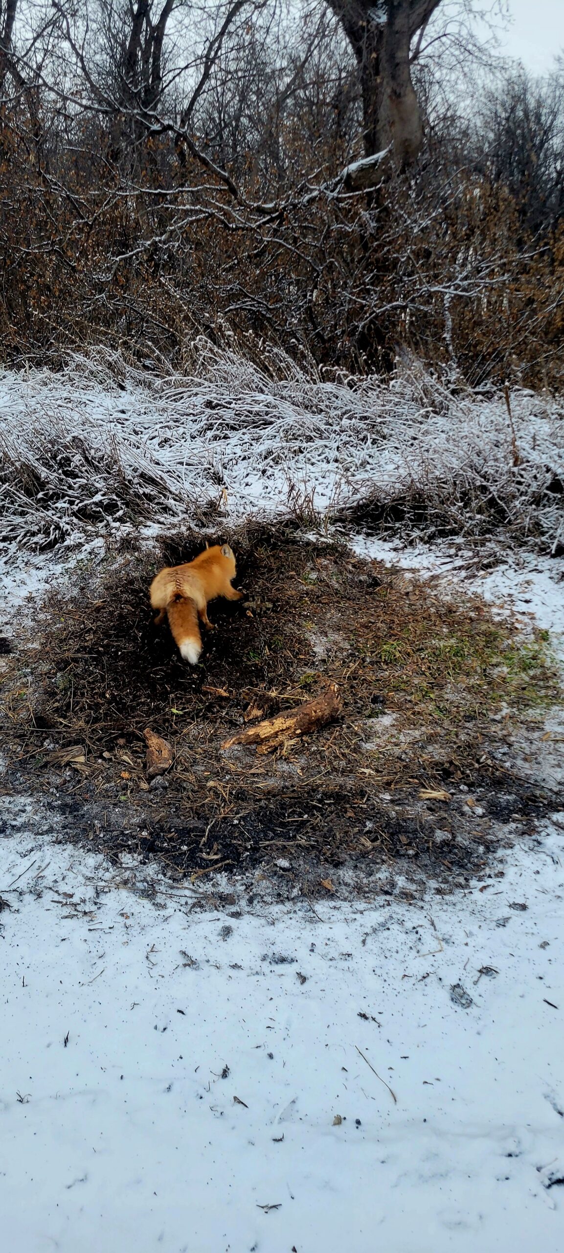 Large male red fox at a set in snowy farmland edge cover.