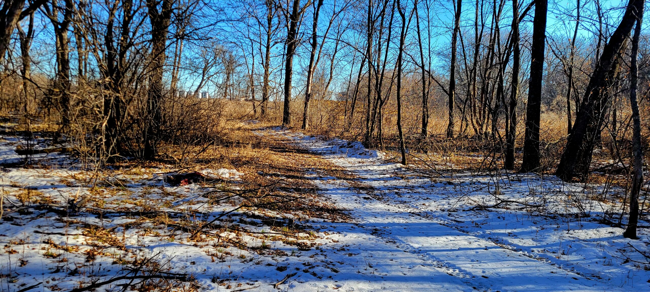 Open wooded clearing and edge habitat suitable for a fox bait pile and snares.