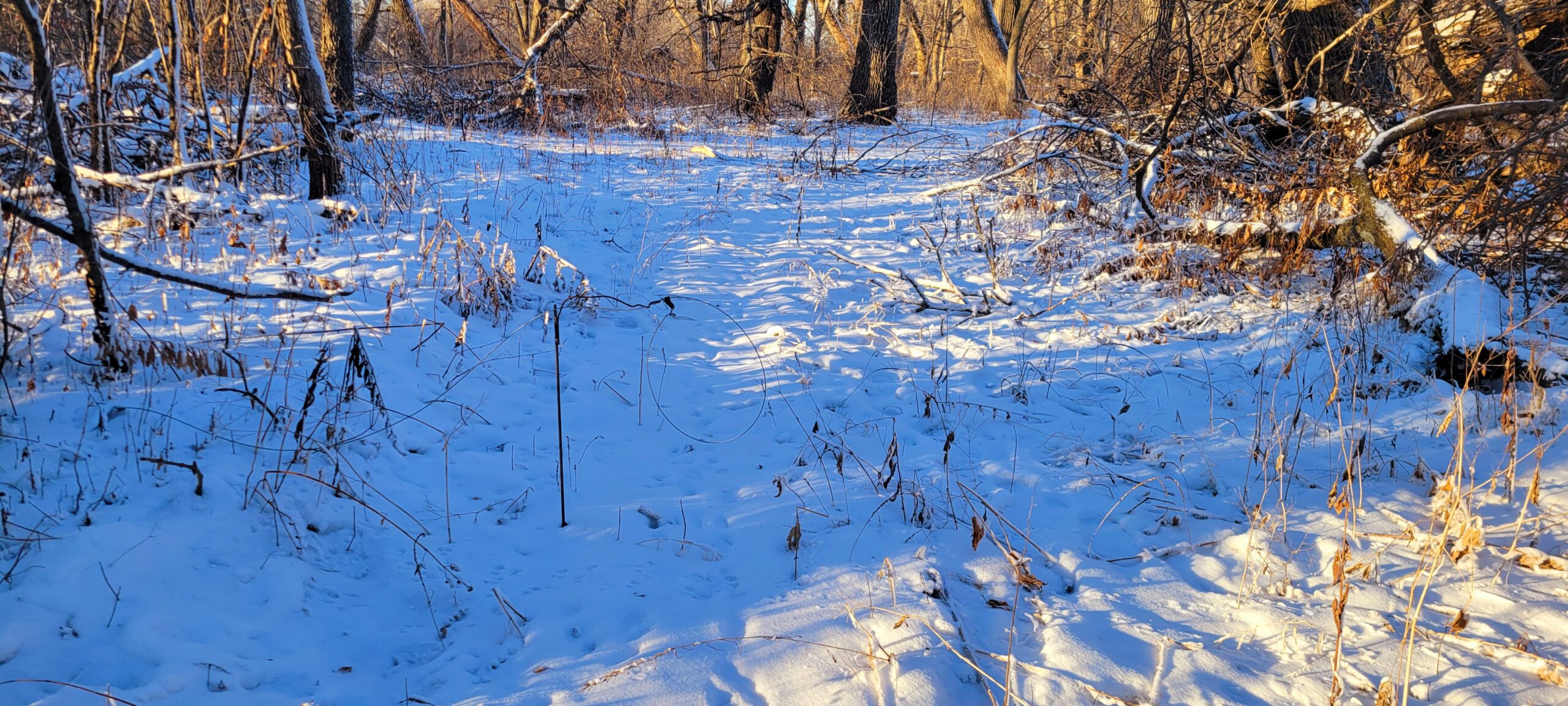 Snare set on a support in snowy brush some distance from a bait pile.