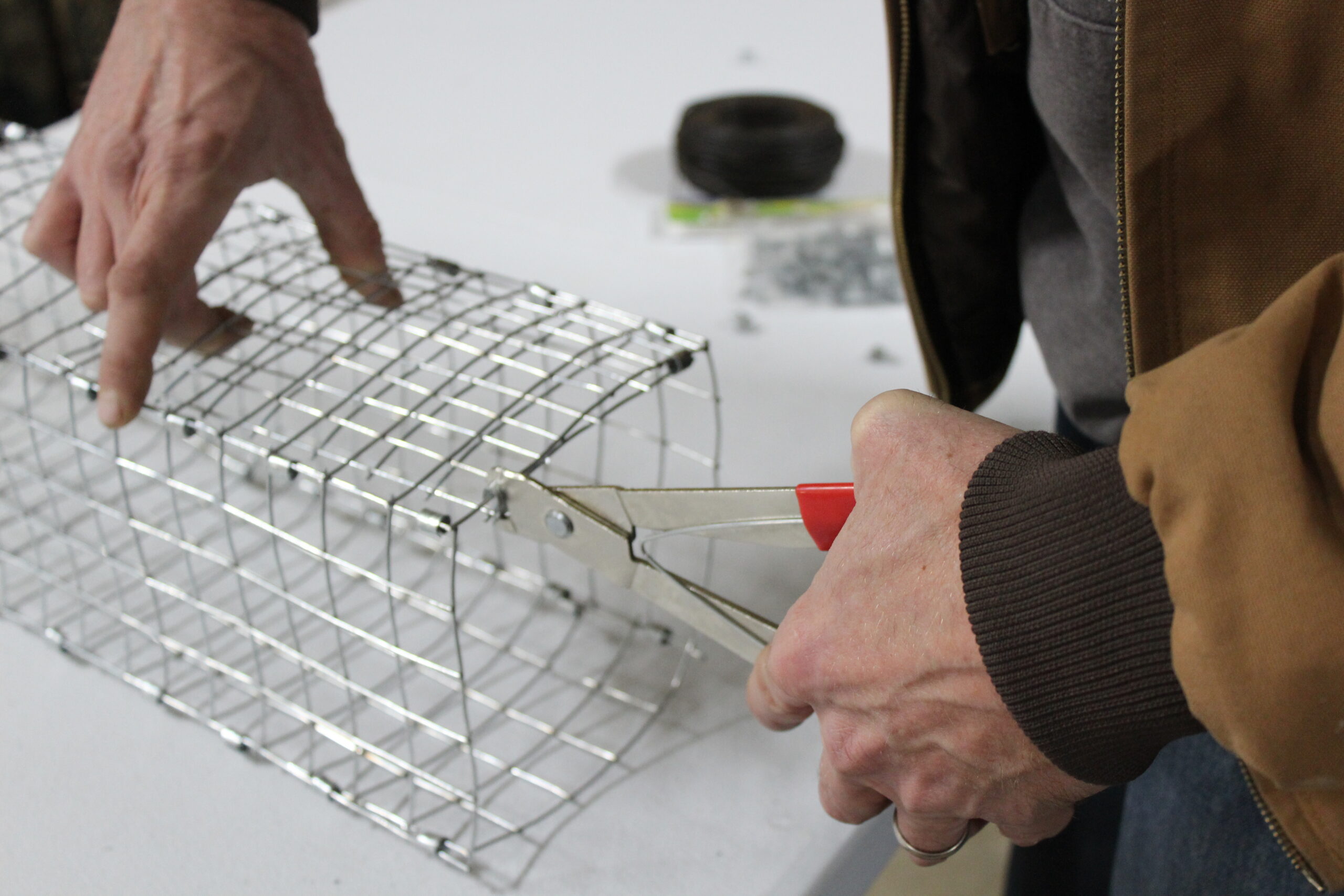 Loose J-clips on a collapsible colony trap door for proper movement