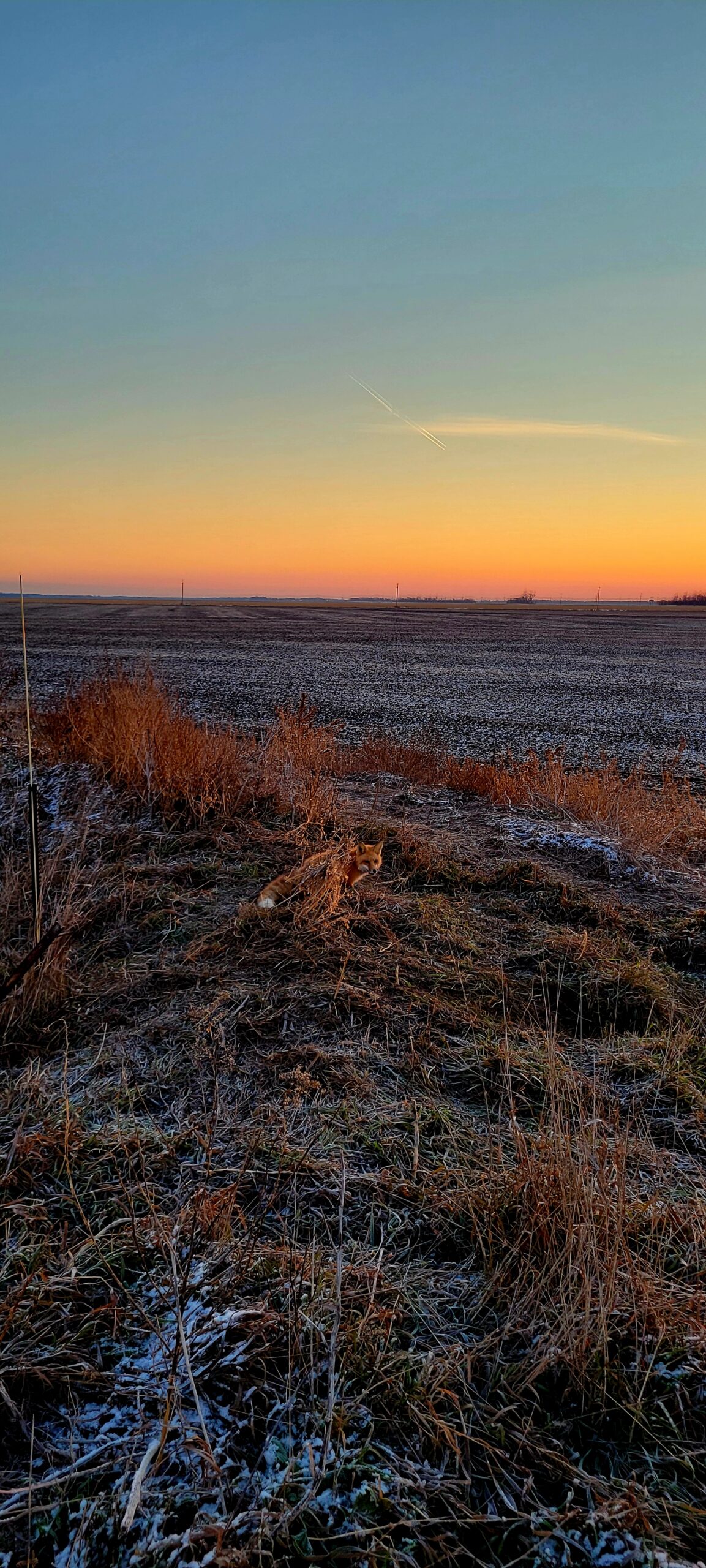 Red fox caught on a ditch crossing at dawn in open farm country.