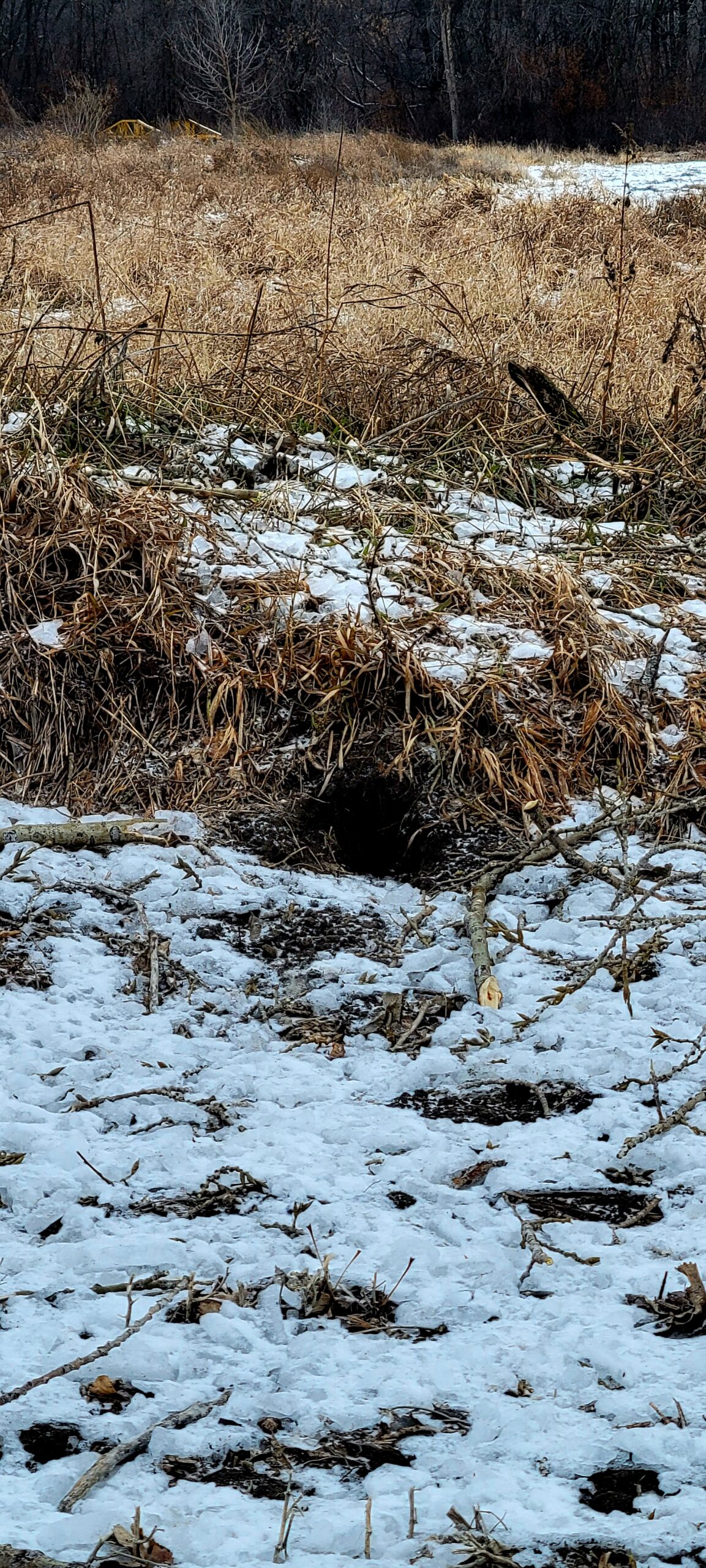 Dirt-hole set dug out in snow after freezing rain froze the trap in place.
