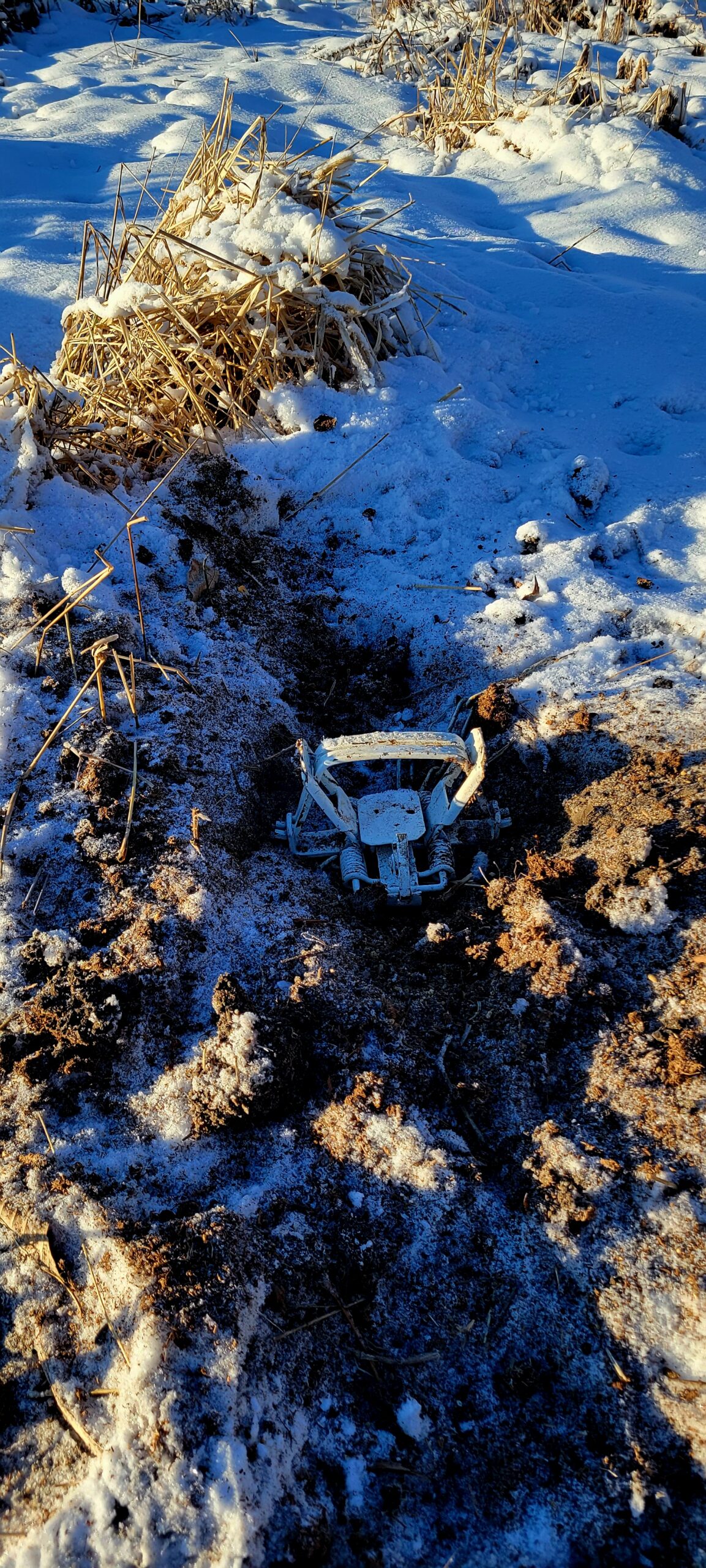 Foothold trap bedded in frozen ground beside snowy grass cover.