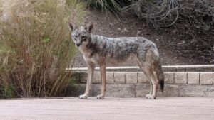 Coyote Attack in Suburban Backyard