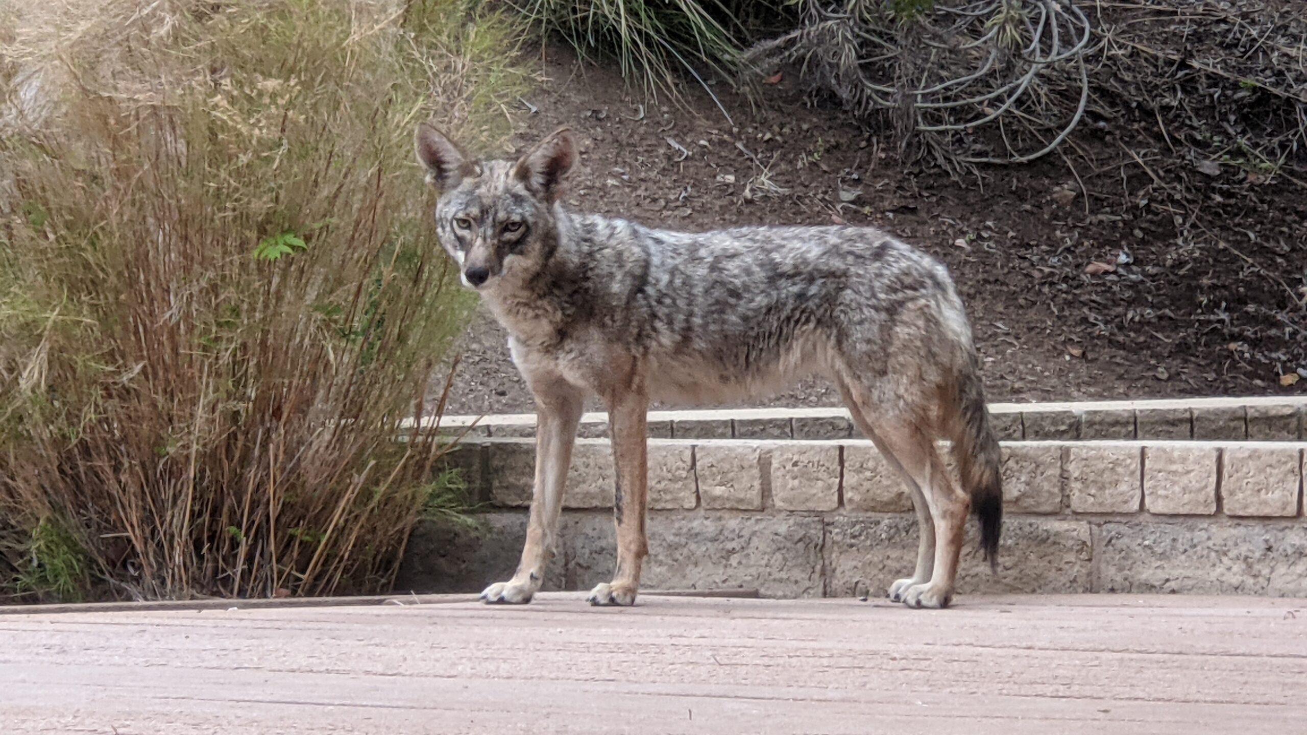 Coyote in suburban backyard near homes
