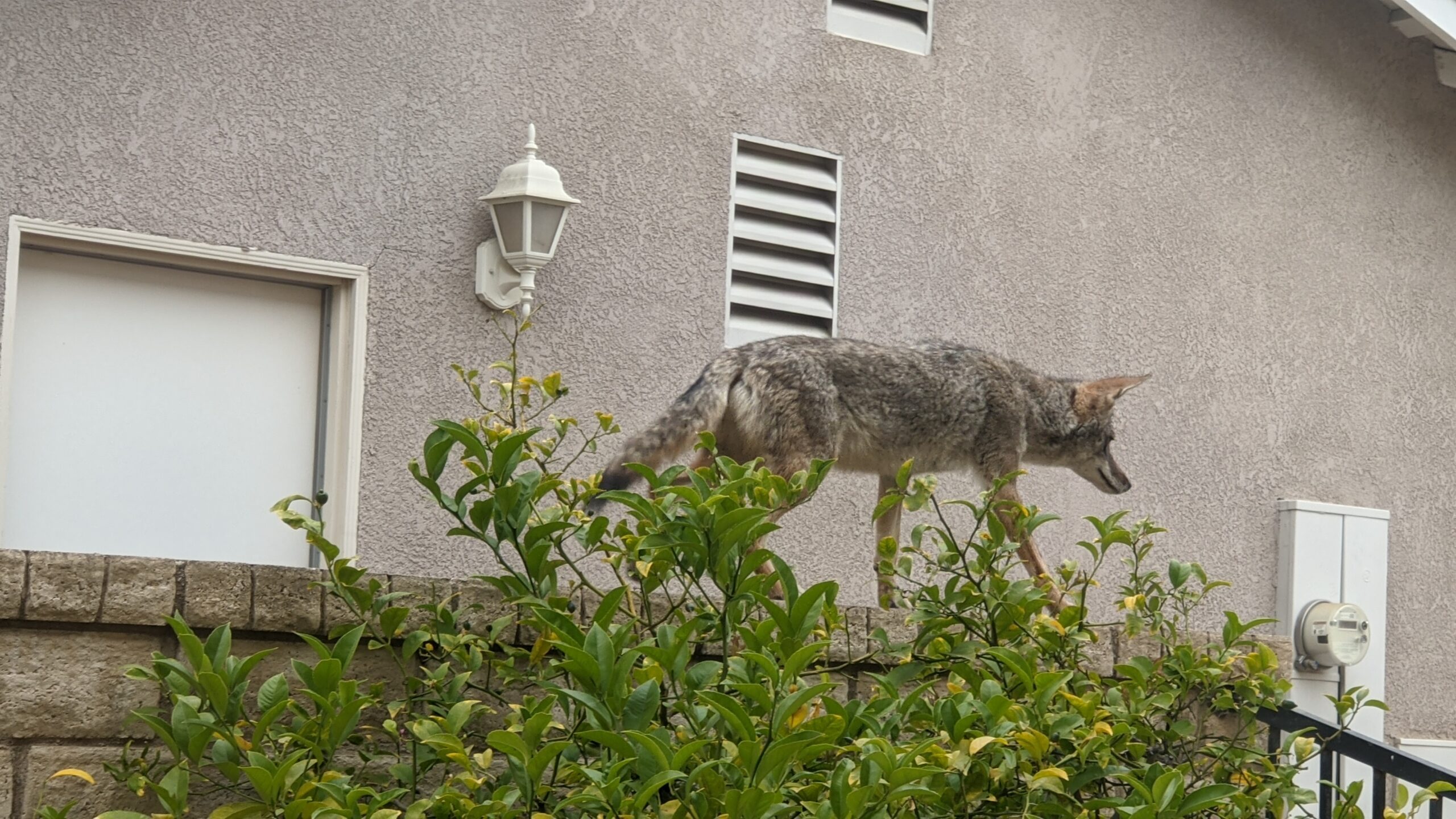 Coyote walking along fence line in suburban neighborhood