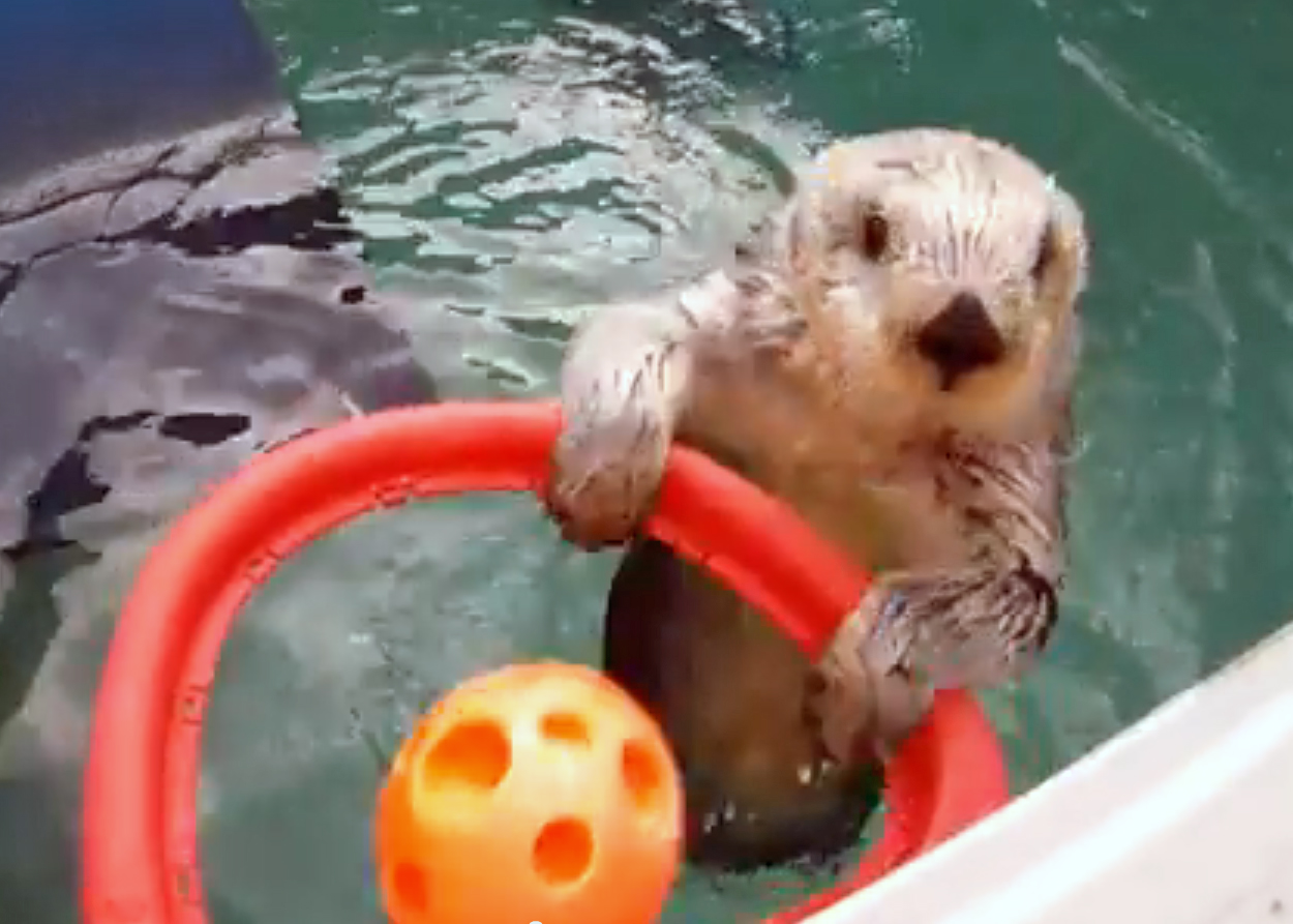 Eddie Otter Basketball