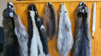 Fur Market Report December 2023: Prices to Keep in Mind This Season