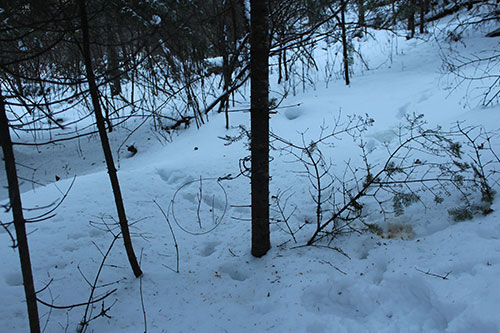 Bobcat tracks in snow showing where to place bobcat blind trail sets