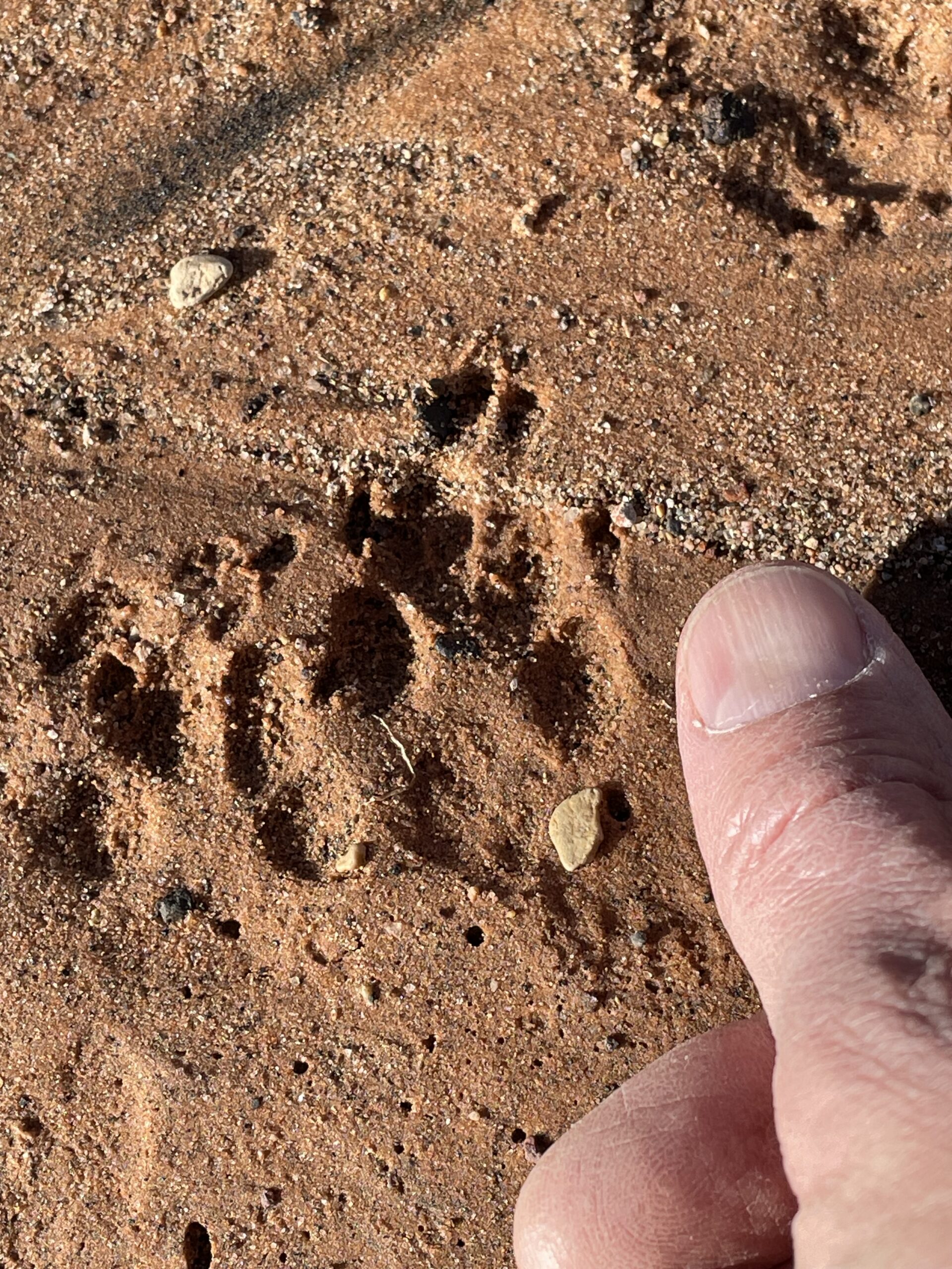 gray fox track size comparison