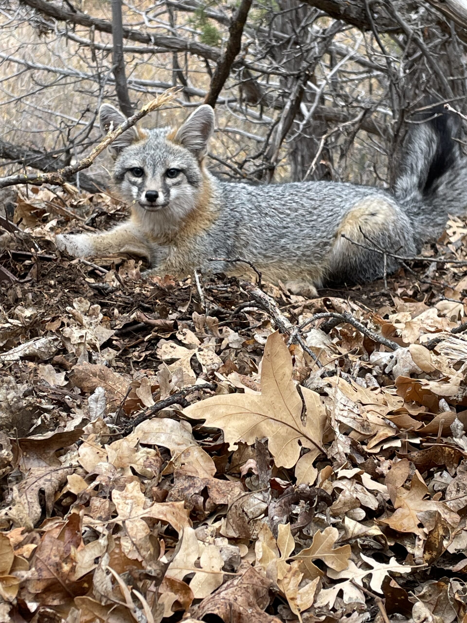 gray fox foothold catch