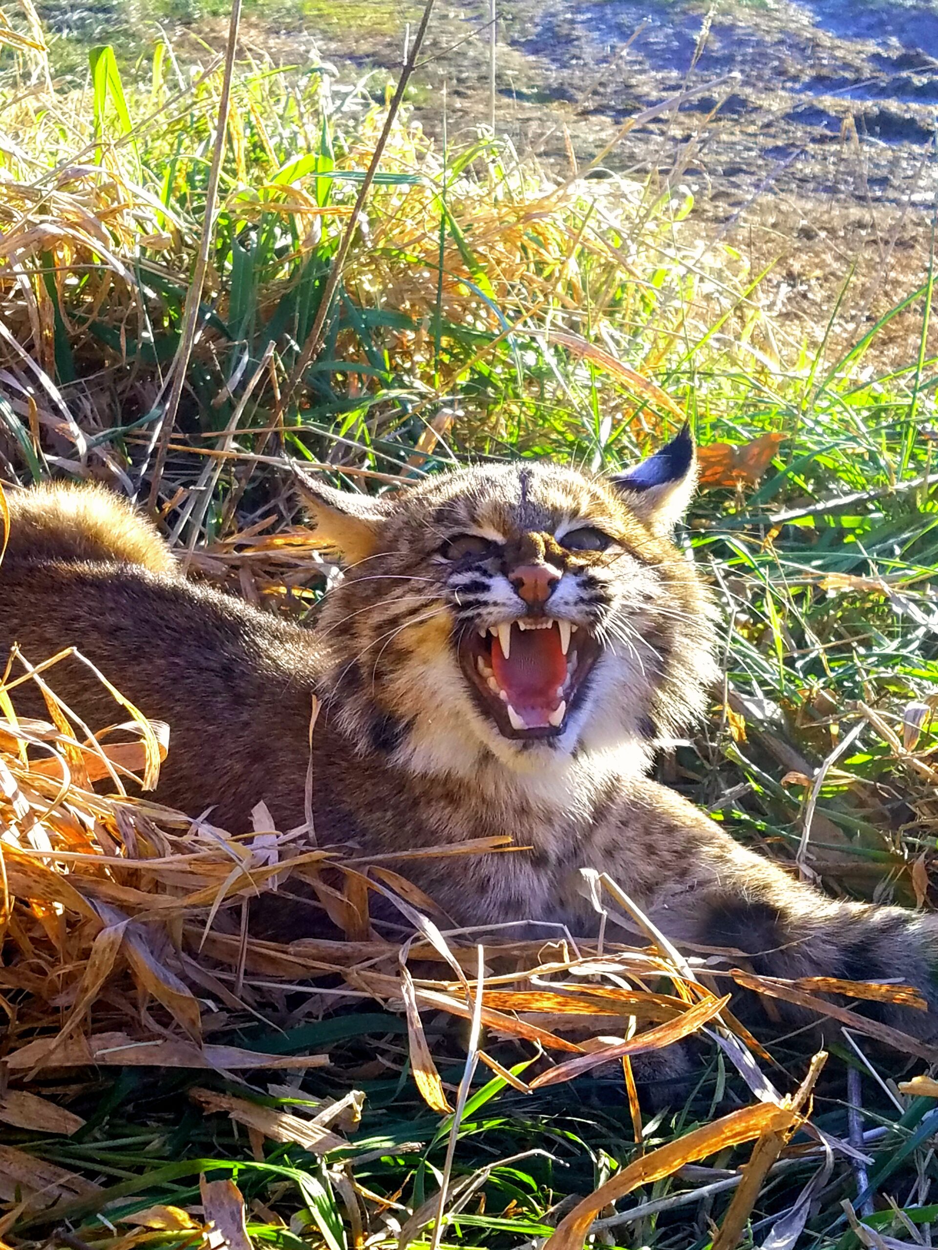 Bobcat blind trail sets can help trappers catch cats by reading natural travel corridors