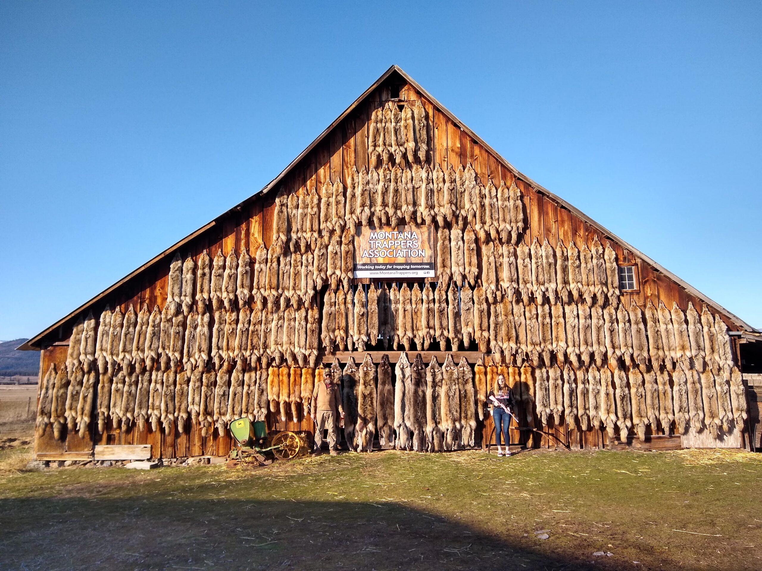 coyote trapping fur shed with hundreds of pelts displayed on barn Montana trappers association