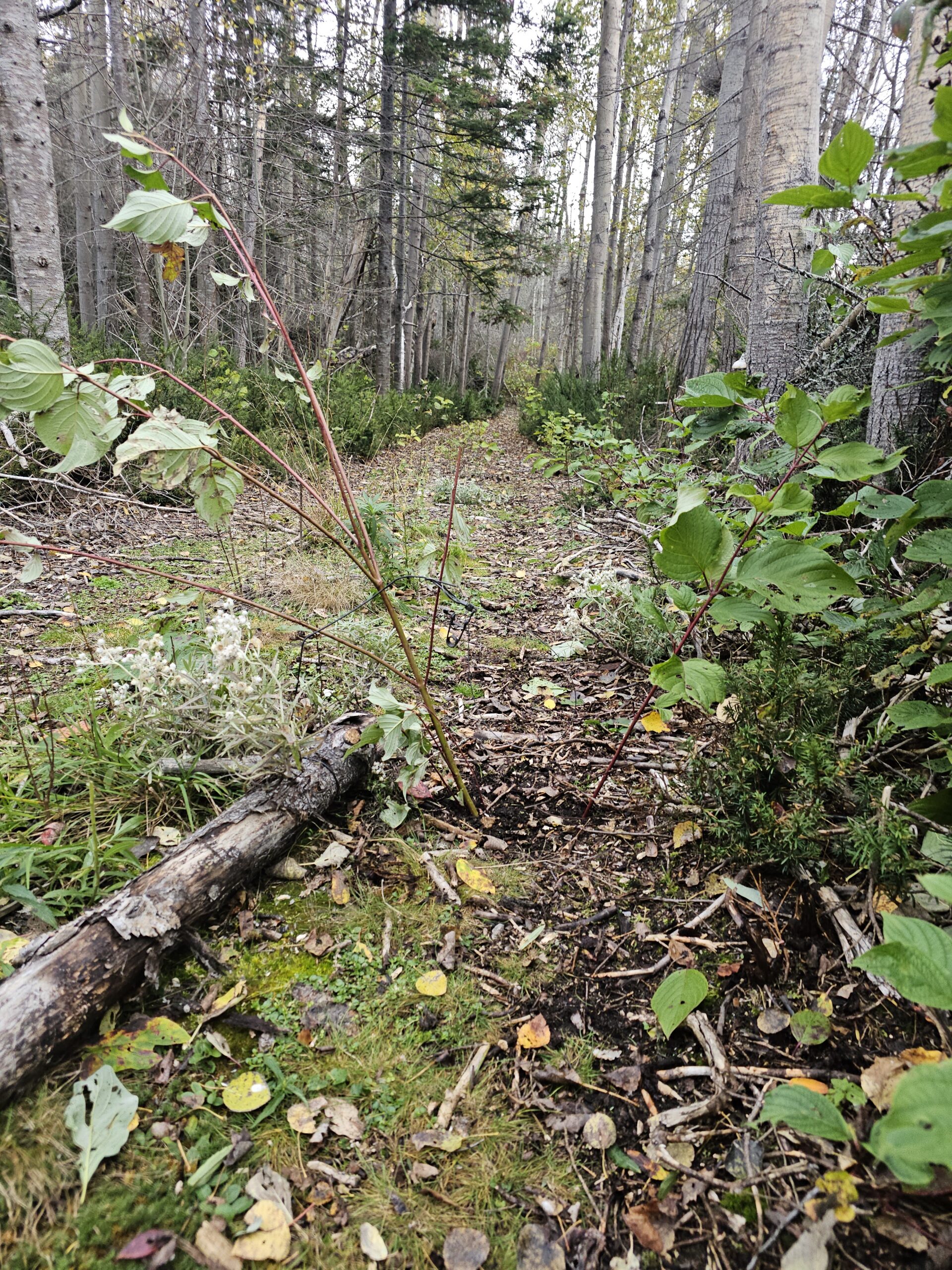 guide sticking trapping bodygrip set