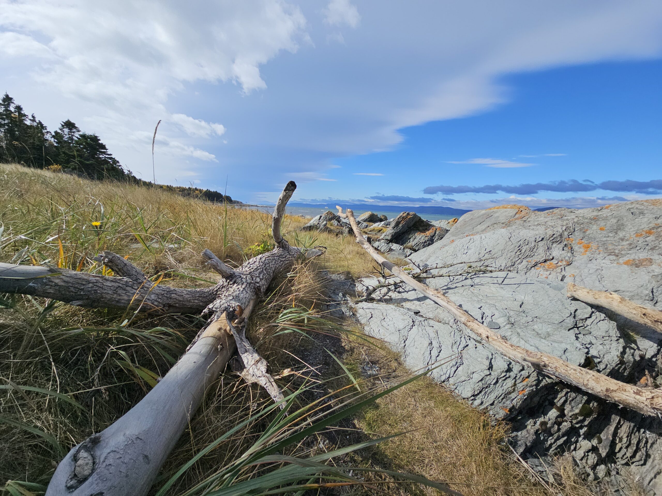 natural guide sticks trapping setup