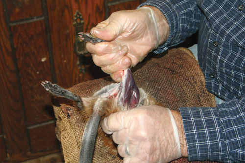 Continue removing the fur from the leg up to the tail. Pull the fur up the tail.