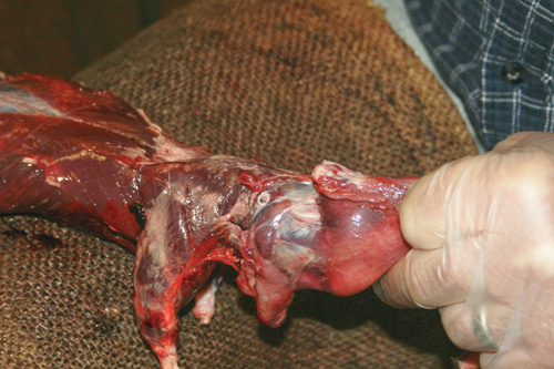 A clean cut next to skull will result in a very small ear opening.