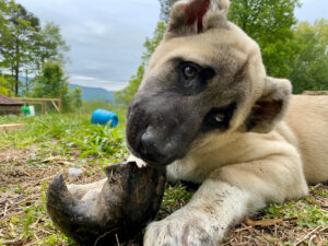 Farmer Faces Felony for Killing Neighbor’s Dog