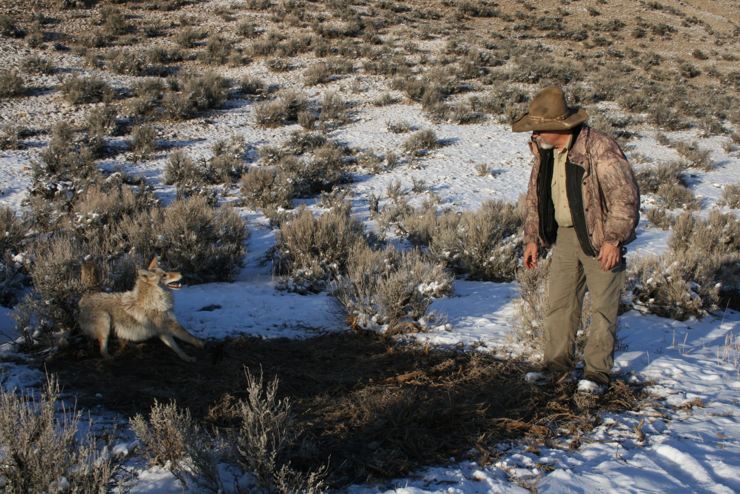 Coyote caught in foothold trap using waxed dirt during freezing conditions
