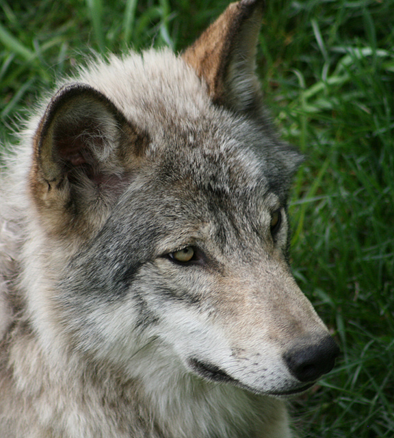 Wolf Killed in Kansas Is First Documented in State Since 1905