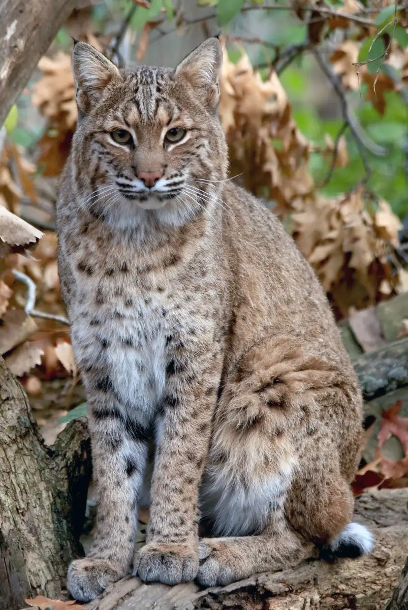 Indiana bobcat season 2026 proposal adult bobcat sitting in autumn woods