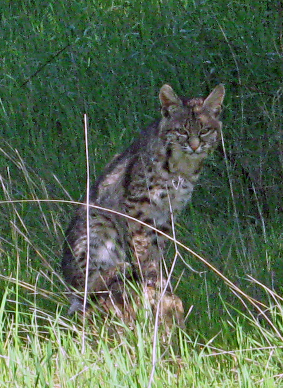 bobcat