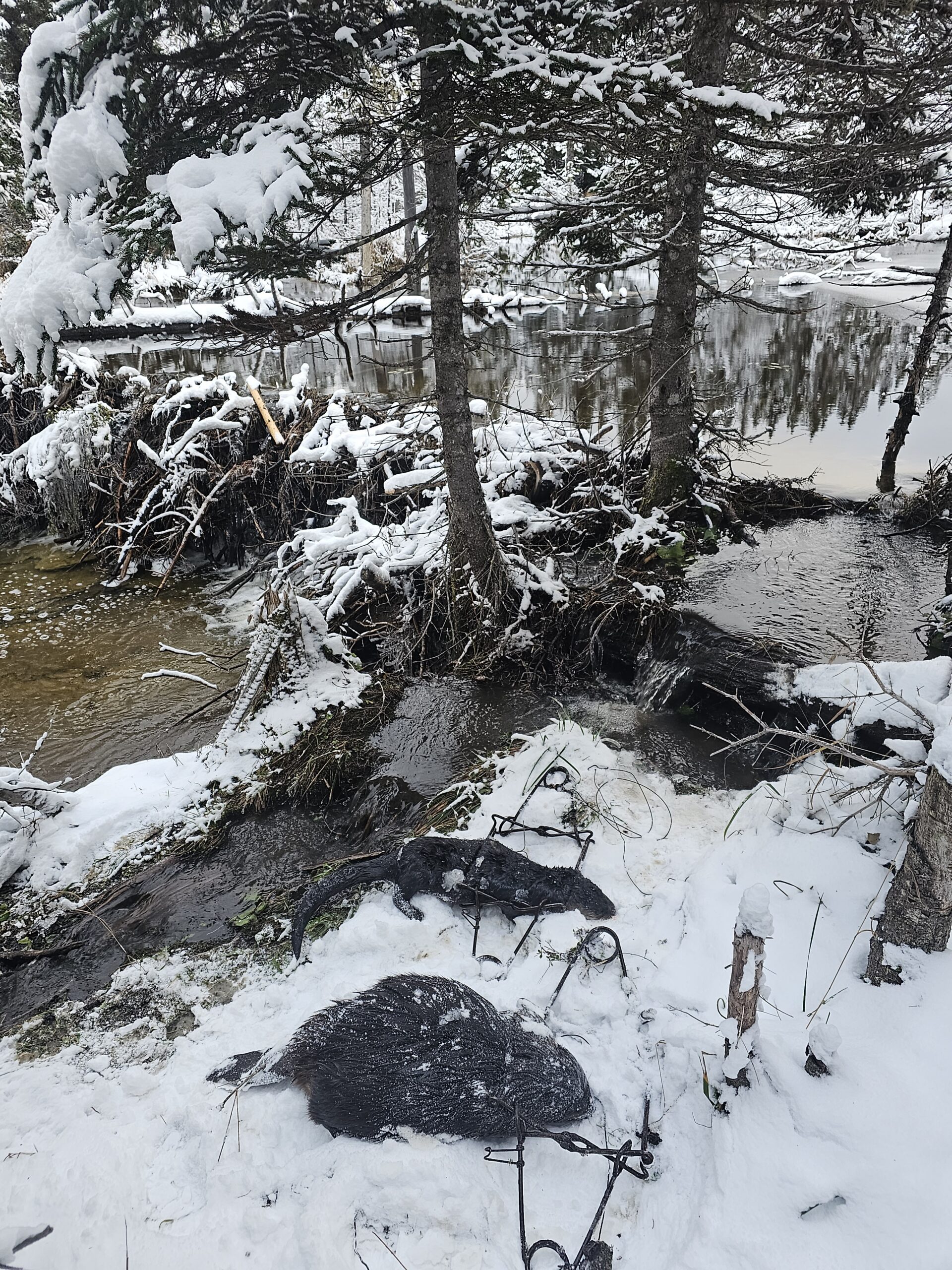 beaver trapping tips double bodygrip set on dam crossing