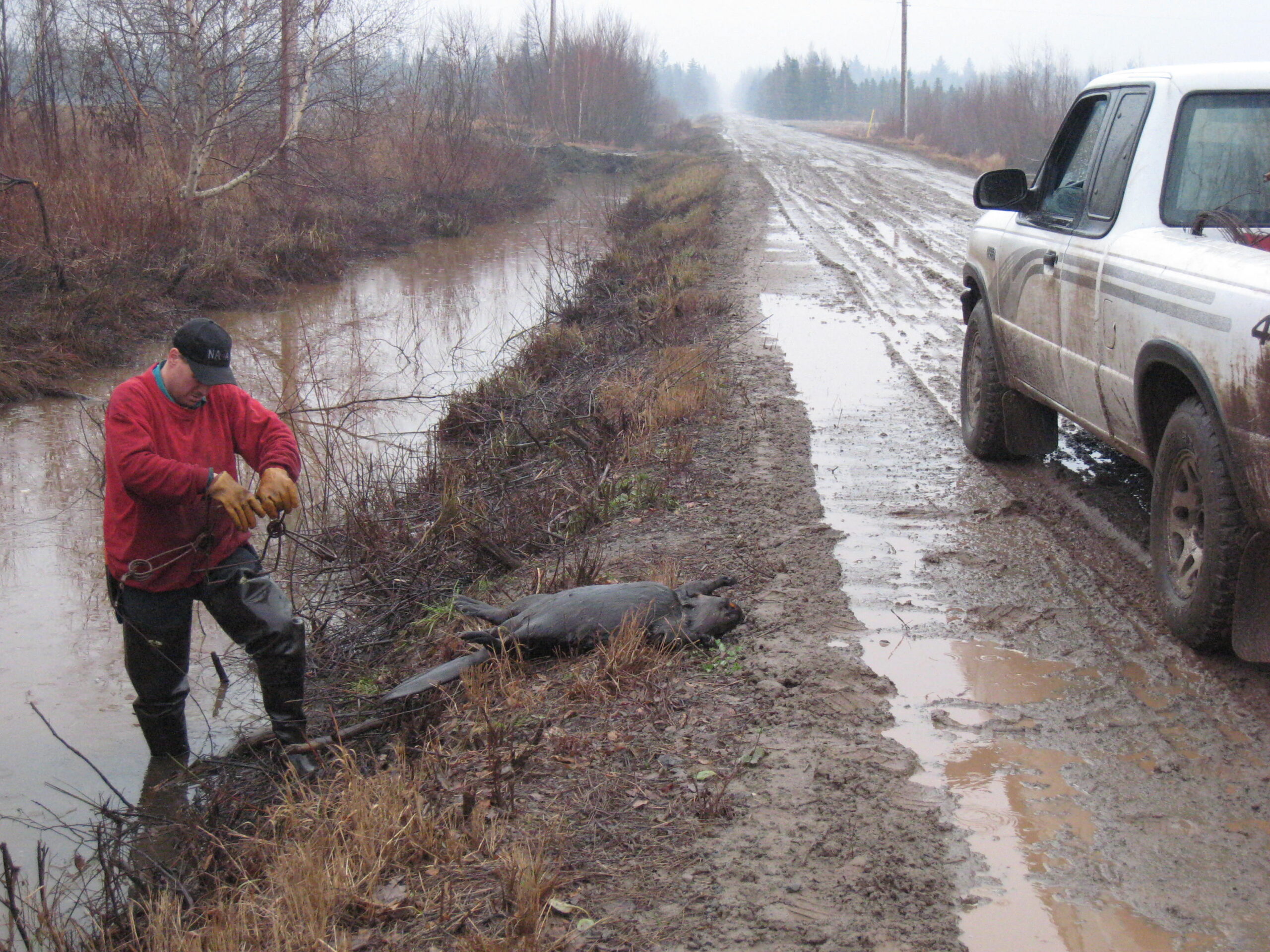 beaver trapping tips creek travel corridor trap set