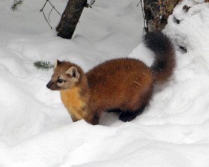Fur Market Report February 2025: Selling Season on the Horizon