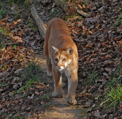 mountain lion