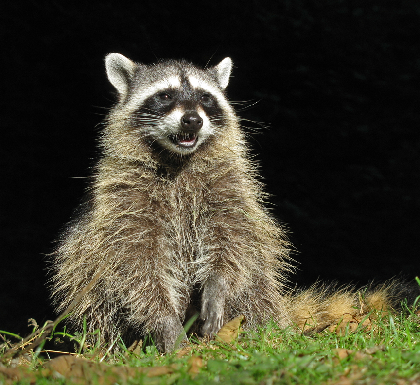 raccoon