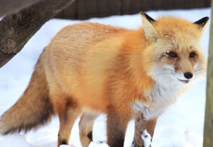 Summer 2025 Fur Market Report: Fur Harvesters Auction Results